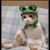 猪猪