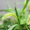 咫尺天芽草