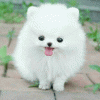 李紫郁