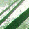 舒SAN