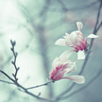 看谁会破坏你的桃花？