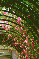 谁是你的桃花害虫？