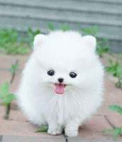 喜欢的宠物犬看主人生活品位