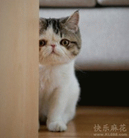 测试你生活中的呆萌指数