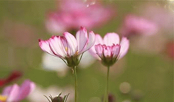 测一测你最近的桃花运指数